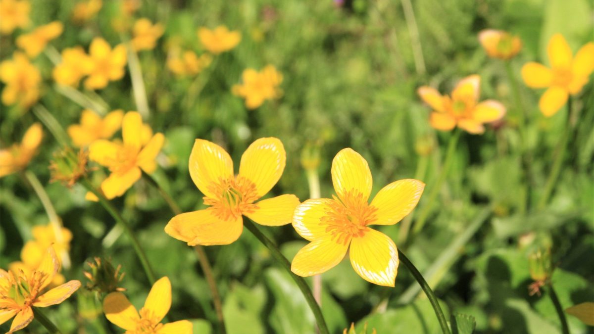 yellow flowers